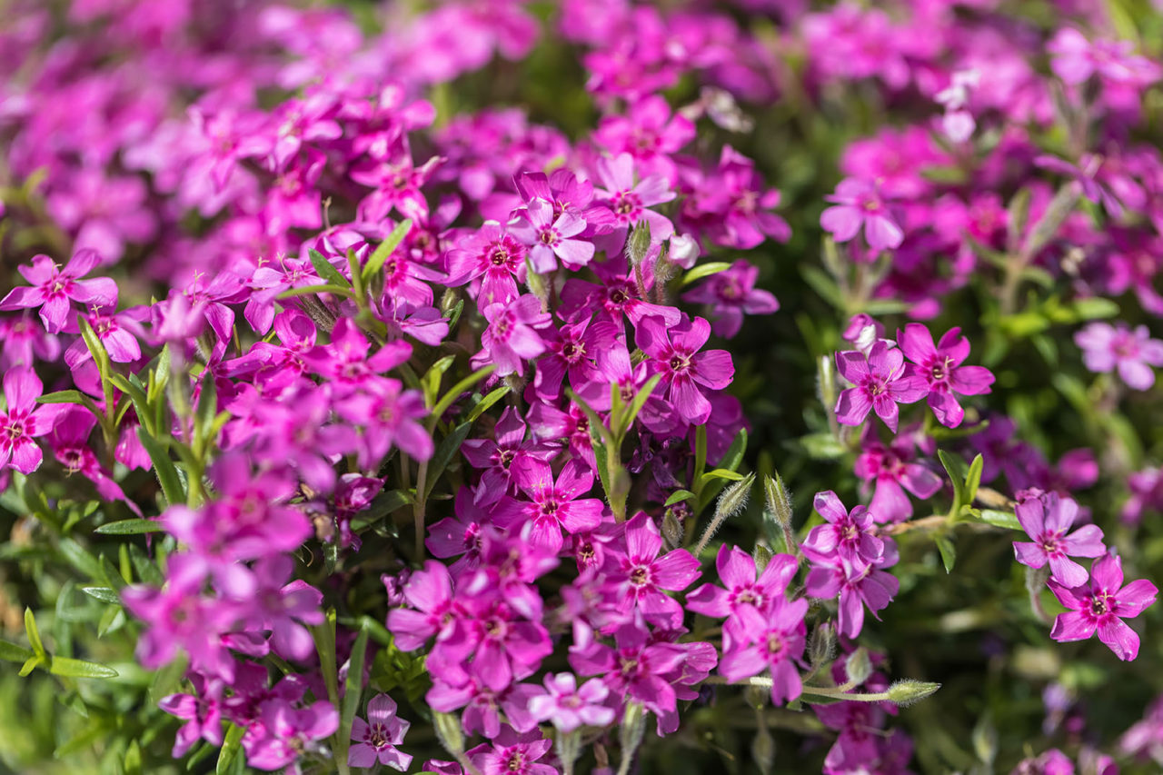 Carolina Seasons Nursery Carolina Seasons Nursery