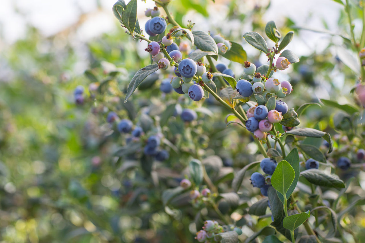 Carolina Seasons Nursery Carolina Seasons Nursery