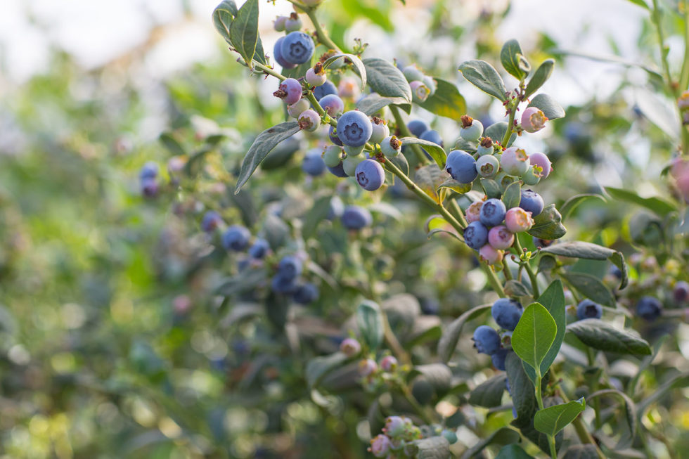 Carolina Seasons Nursery Carolina Seasons Nursery