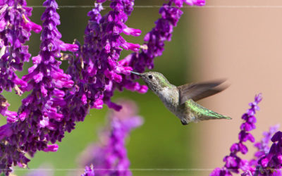 Love Hummingbirds? Plant These Flowers to Attract Them