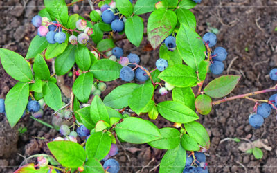 6 Fruit Bearing Shrubs to Plant in Fall