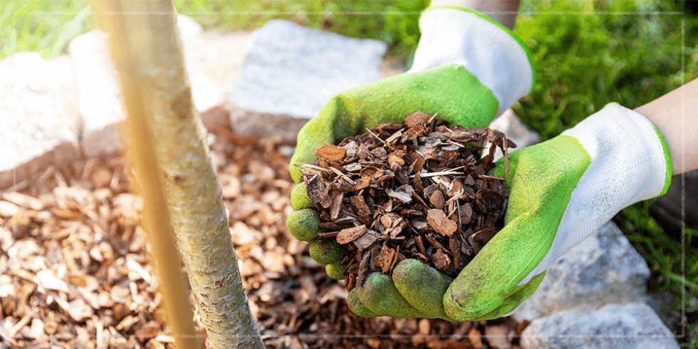 How to Water New Trees, Shrubs and Perennials in July - Carolina ...