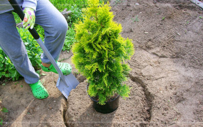 Planting & Caring for Evergreen Shrubs