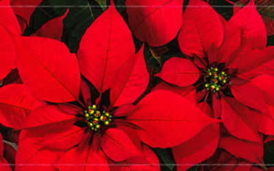 How To Care for Poinsettias and Prolong Their Flowers as Long as Possible