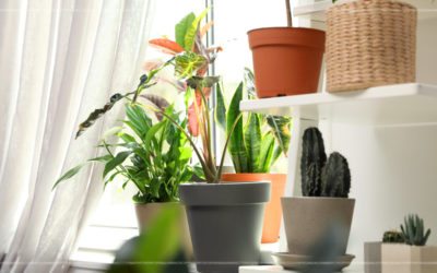 The Incredible Benefits Of Caring For Houseplants