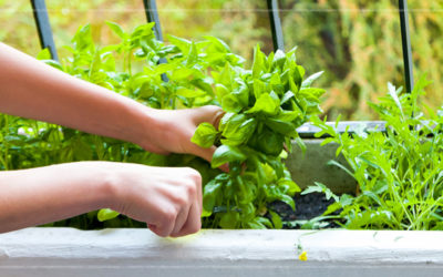 6 Tips for a Big Harvest in a Small Space Garden